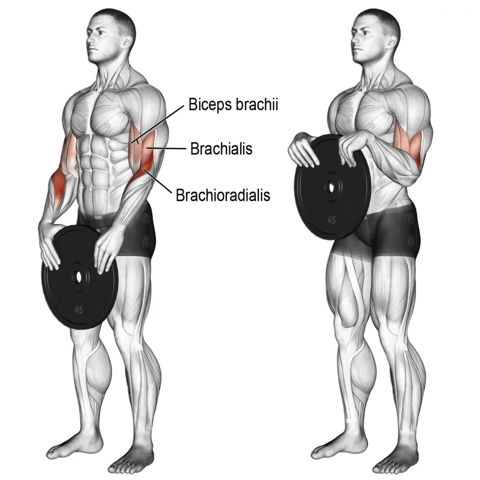 Гиря качает мышцы. Мышцы предплечья брахиалис. Гантели брахиалис упражнения. Мышца бицепс брахиалис. Брахиалис и брахиорадиалис