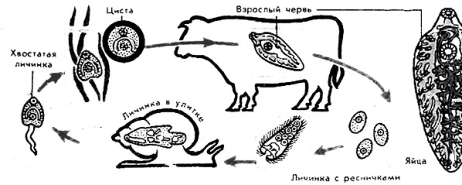 Определите тип развития животных печеночный сосальщик. Схема жизненного цикла печеночного сосальщика. Жизненный цикл плоских червей схема. Плоские черви печеночный сосальщик цикл развития. Цикл развития печеночного сосальщика схема.