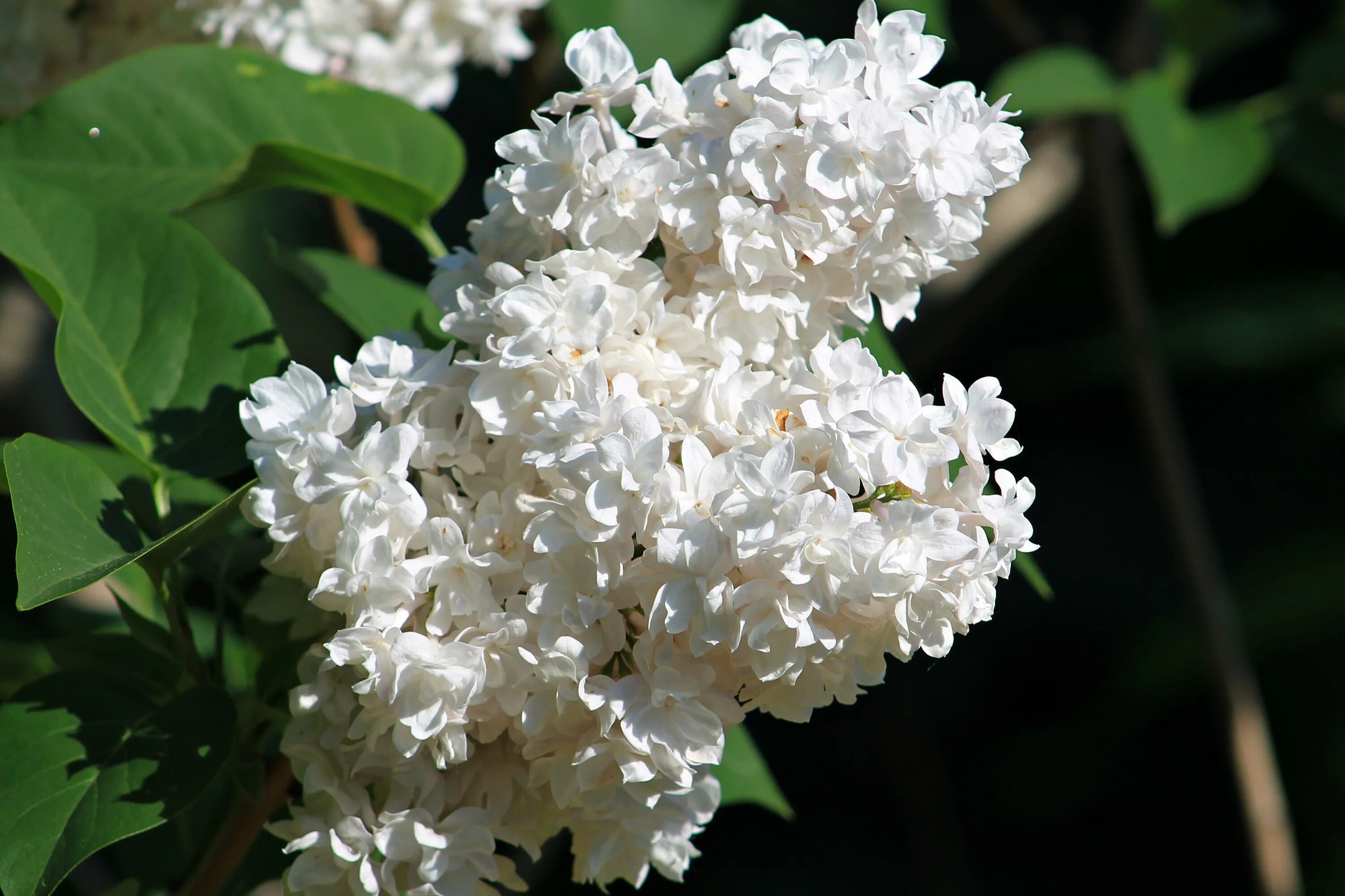 Сирень syringa vulgaris. Сирень мадам лемуан. Сирень сорт мадам лемуан. Белая сирень описание. Белая сирень описание.