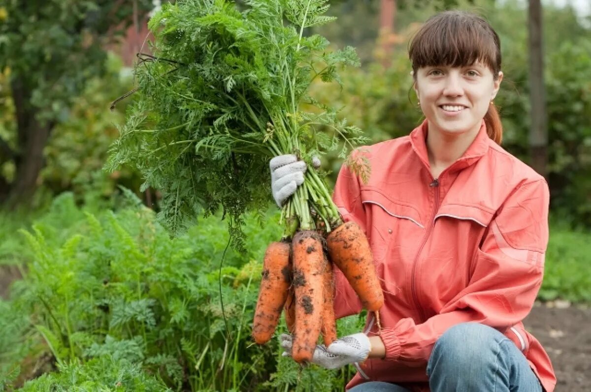 морковь во сне. вес одной средней морковки. вес 1 моркови средней. урожай моркови. к чему снится морковь.