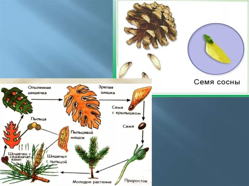 Семенами размножается растения имеющие. Семя сосны. Части семени сосны. Строение семени сосны. Строение семени сосны сибирской.