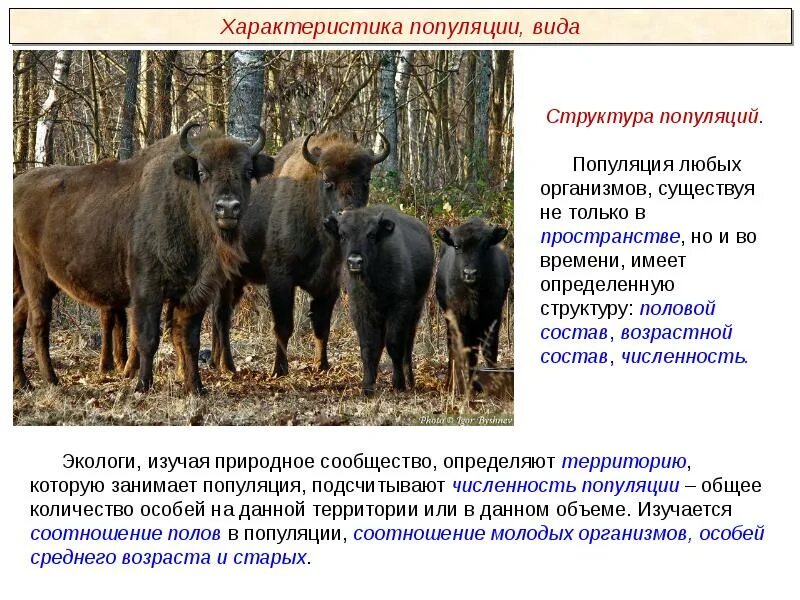Популяция видовой уровень. Популяционно-видовой уровень организации жизни. Популяционно видовой. Популяционно-видовой уровень общая характеристика. Охрана видов и популяций.