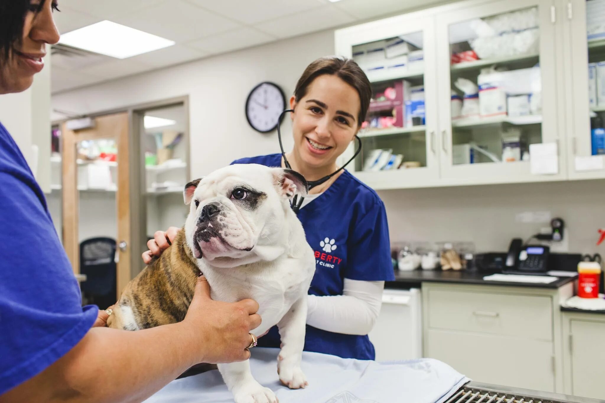 Pet clinic. Veterinary Clinic. Vet Family Новокосино. Сотрудники ветеринарной клиники Смайл. Vet-доктор Хабаровск.