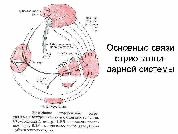 Связь внутренняя с бывшим. Функции базальных ганглиев физиология. Схема основных связей базальных ганглиев. Непрямой путь базальных ганглиев. Схема прямой и непрямой пути базальные ганглии.