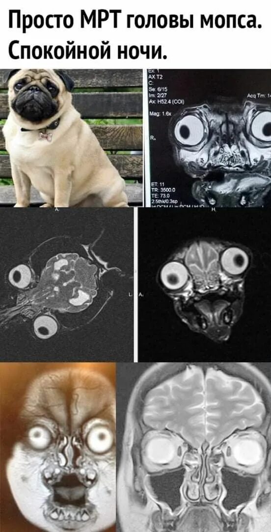 Мрт мозга собаке. Кт МОПСА. Компьютерная томография МОПСА.