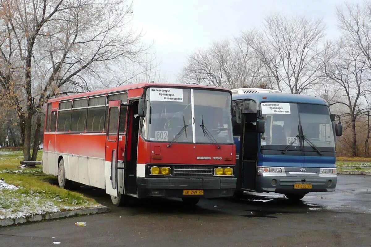 Г железногорск красноярский край автобус. Икарус 256 Железногорск Красноярский. Икарус 256.74. Автобусы Железногорск Красноярский. Икарус 250-256.