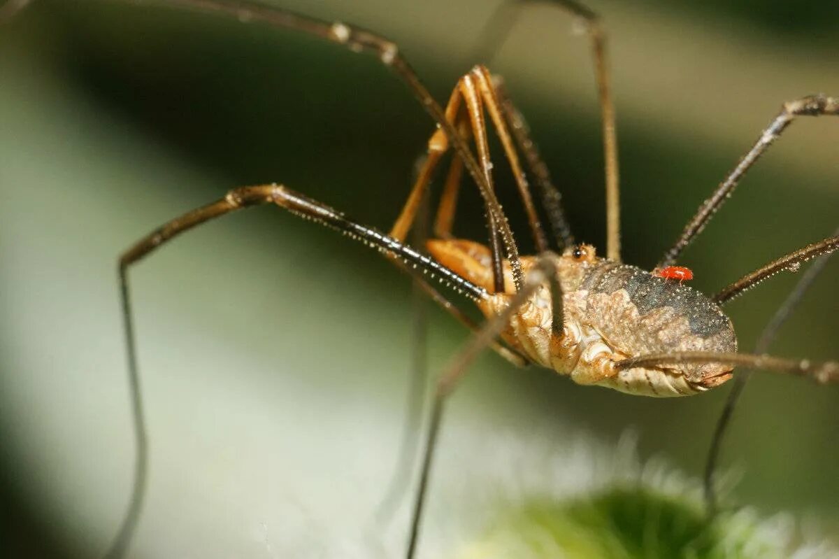 паук сенокосец паутина. картинка сенокосца. сенокосцы паукообразные. картинка сенокосца. сенокосцы (opiliones).