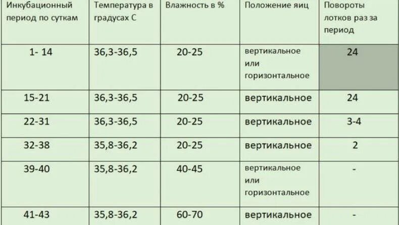 Инкубация индюшат. Инкубация страусиных яиц в инкубаторе таблица. Таблица режимов инкубации павлиньих яиц. Режим инкубации страусиных яиц. Режим инкубации павлиньих яиц в инкубаторе таблица.