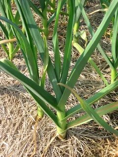 Harvest plants
