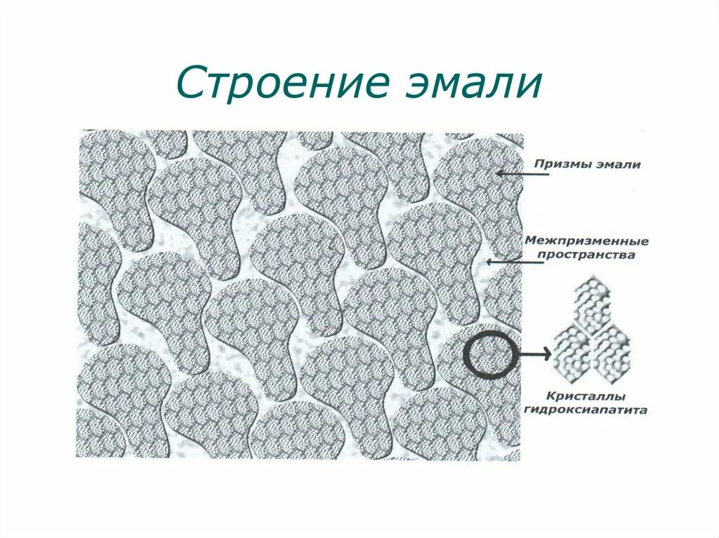 Гистологическое строение эмали зуба. Эмаль зубов строение гистология. Анатомо гистологическое строение эмали. Строение эмали зуба гистология. Резистентность эмали