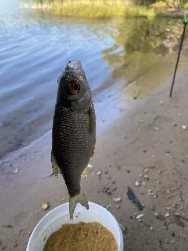 фото пойманной щуки. река городенка. русфишинг вести с водоемов водохранилище рузское. рыбалка в россии. минск птичь водохранилище.