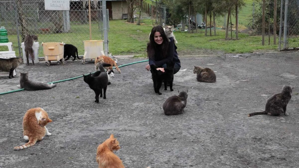 Приют кошек и собак помочь. Калифорнийский приют «the Cat House on the Kings». Нягань приют для животных. Приют для бездомных кошек. Приют для кошек и собак.