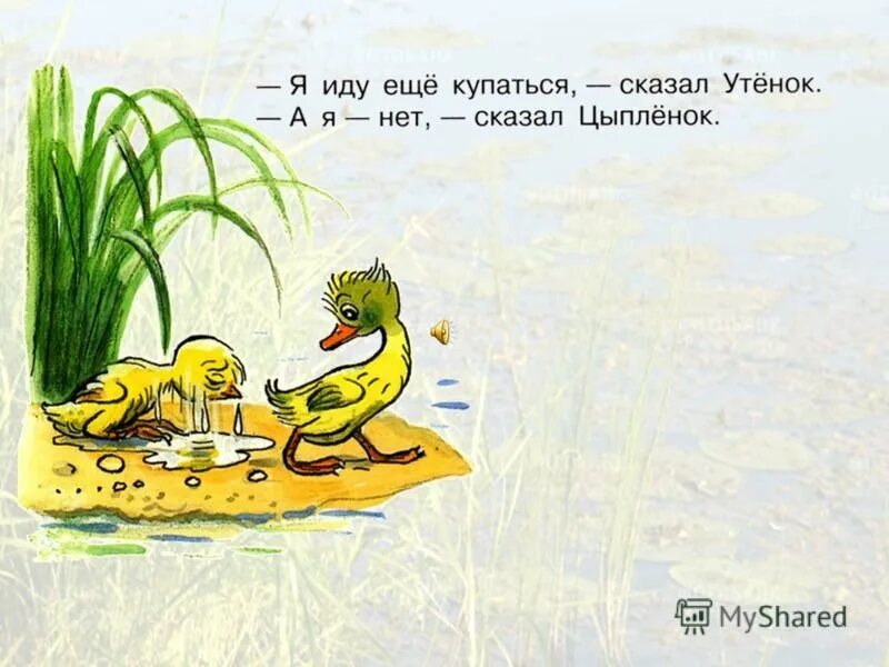 Скажи утку. Чтение сказки в. Сутеева «цыпленок и утенок».. Иллюстрации к сказке цыпленок и утенок Сутеев. Сутеев добрая утка книга. Сутеев иллюстрации к сказкам Сутеева цыпленок и утенок.