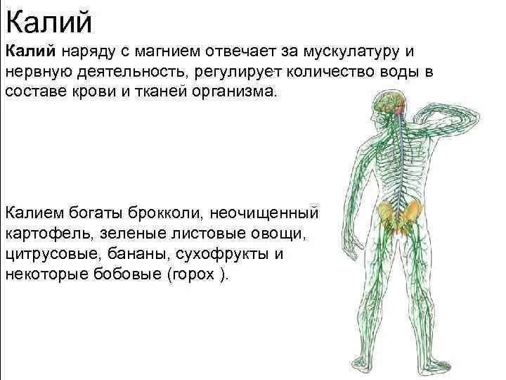 Как нервная система регулирует работу органов биология. Калий за что отвечает. Магний для нервной системы. Калий в организме человека. Калий магний за что отвечают.