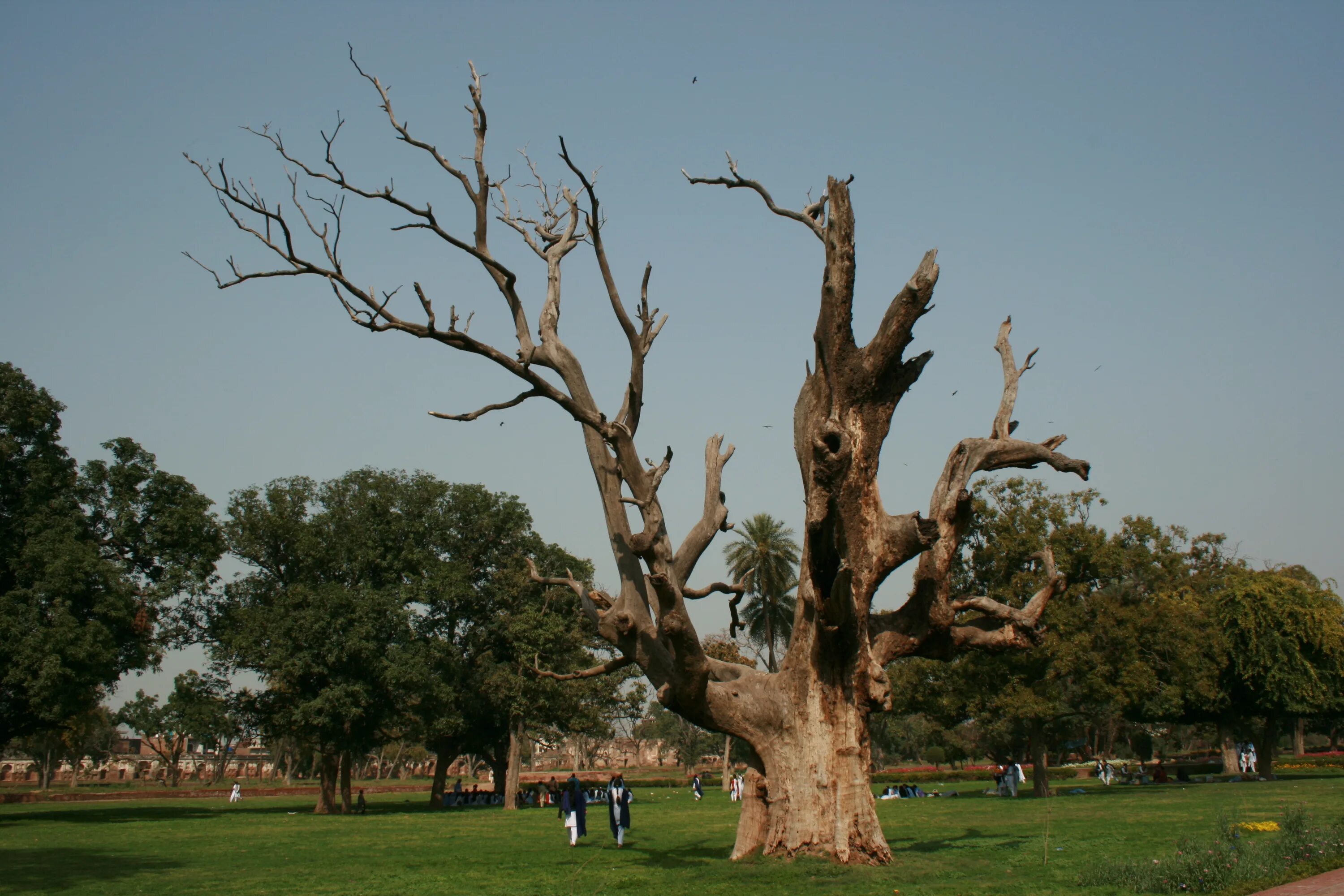 It is old tree. Дерево jpg. old tree 1875. картинка 3 деревья jpg. the earth&quot;s oldest trees.