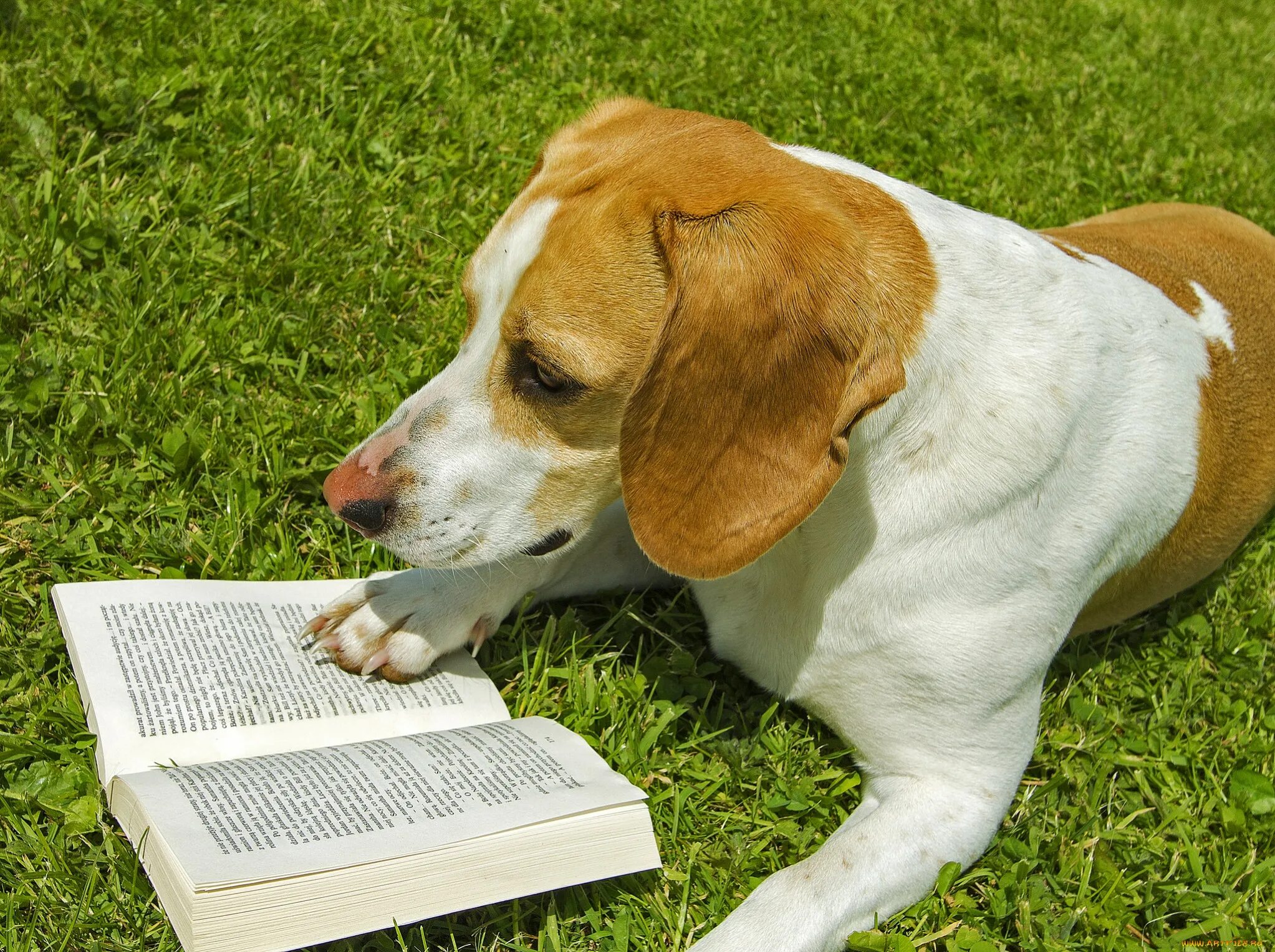 Book my dog. Собака с книжкой. Книги про собак. Чтение с собакой. Книга про собачку.