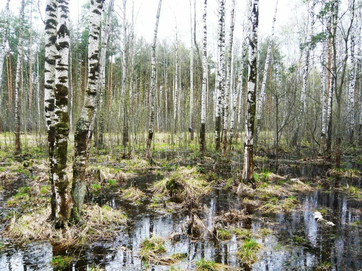 Березовая роща в болоте. Берёза Болотная. Низинные болота береза ольха Ива. Березки на болоте. Болотные березки