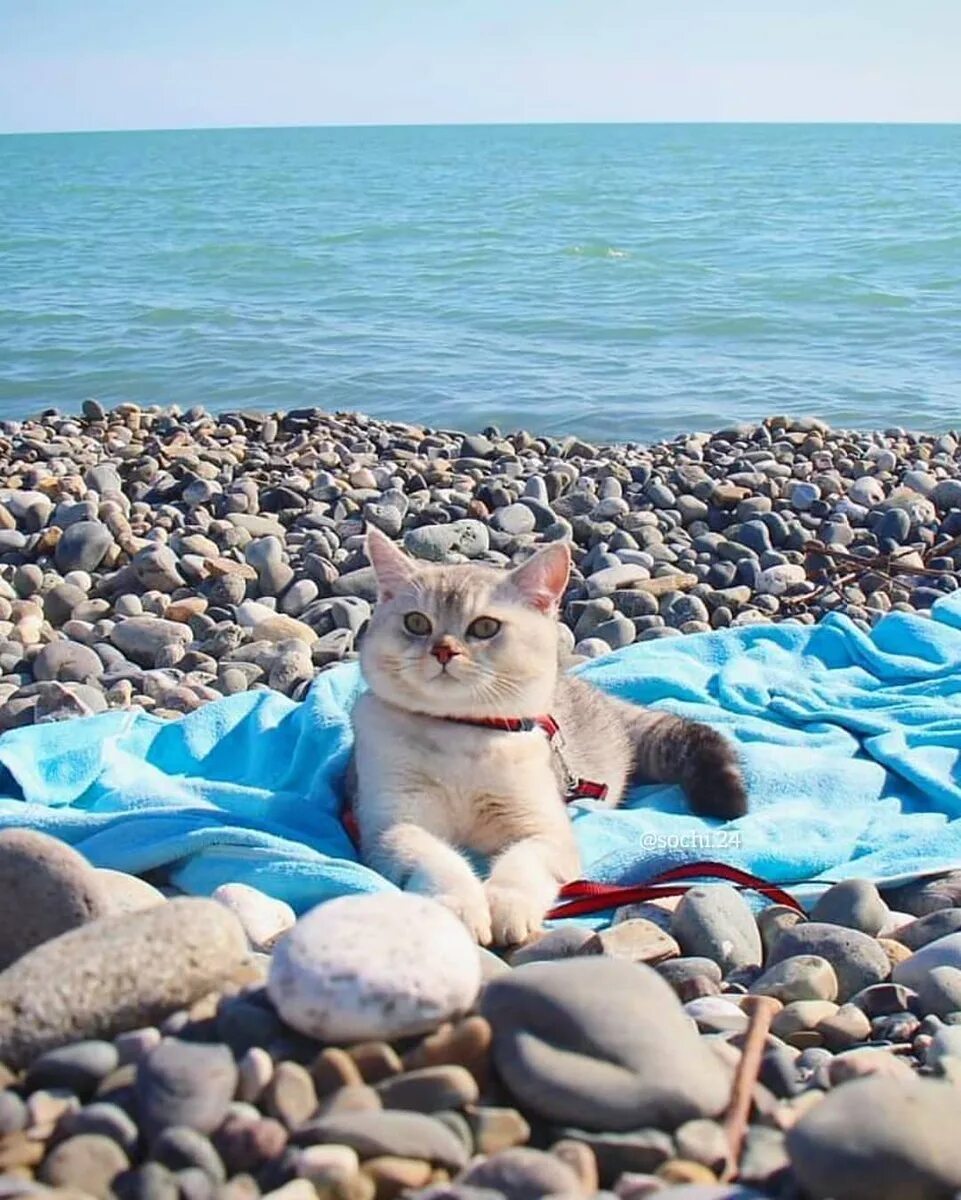 Веселое морская 1. Уот на пляже. Котик на море. Кот на пляже. Котик на мил Ре.