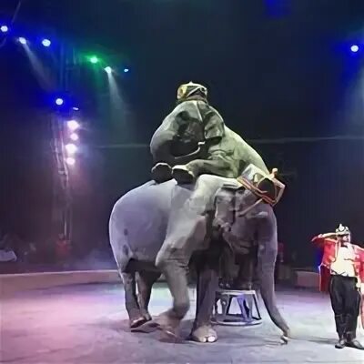 She at the circus