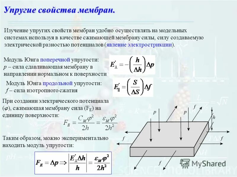 напряжение под действием давления. схема взаимосвязи компонентов мембраны клетки. строение синтазного комплекса. мембранное равновесие мембранный потенциал. упругие свойства мембраны.