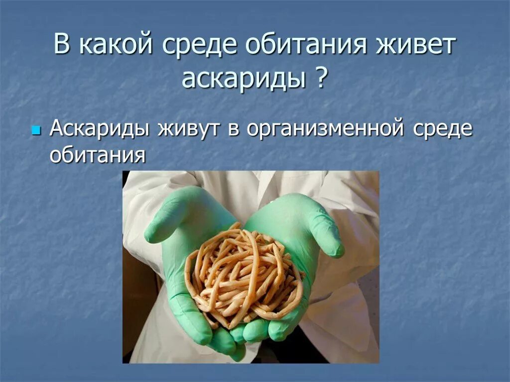 В какой среде обитает человек. Человеческая аскарида презентация. Презентация на тему аскариды. Аскарида относится к классу.