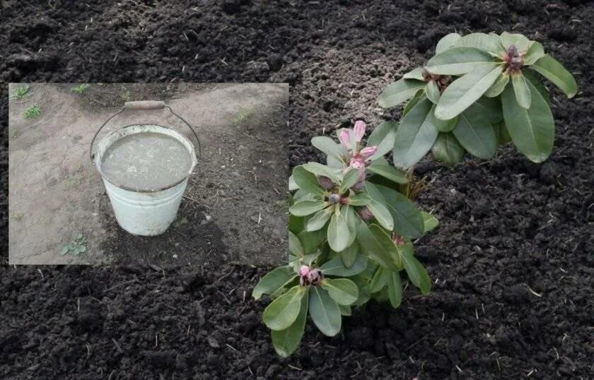 Чем подкормить рододендрон весной. Рододендрон почва. Выпревание рододендрона. Окучивание рододендроном. Подкормка для рододендрона.