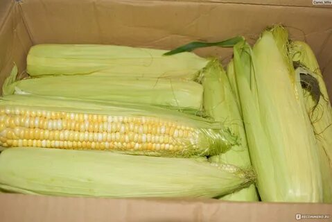 Можно ли замораживать кукурузу