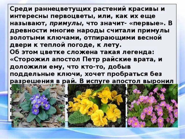 К чему нетребовательны раннецветущие растения. Примула Никити. Примула желтая комнатная. Раннецветущие растения цветы. Информация о раннецветущих растениях.