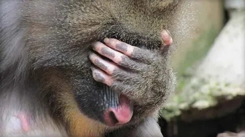 Am monkey