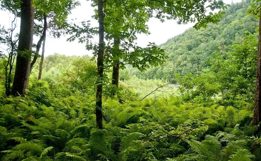 Тайга в приморском крае. Приморский край Уссурийская Тайга. Дальний Восток Уссурийская Тайга. Уссурийская Тайга заповедники. Уссурийский заповедник широколиственный лес.