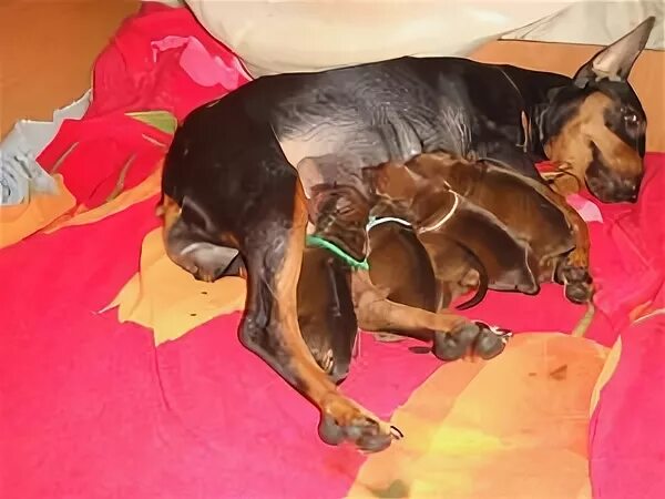 Цвергпинчер течка. Новорожденные щенки цвергпинчера. новорожденные щенки добермана. новорождённые щенки добермана пинчера.