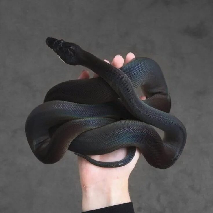 Змея фото на аву Poisonous snake Phone Wallpapers 1080x1920, Free Download Background Pictures