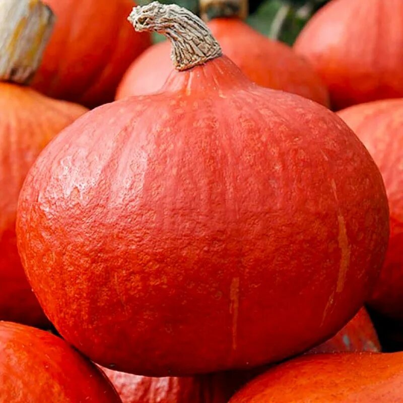 Потимарон тыква хоккайдо. Тыква ишики. Потимарон тыква хоккайдо. Тыква ишики. Оранж саммер f1.