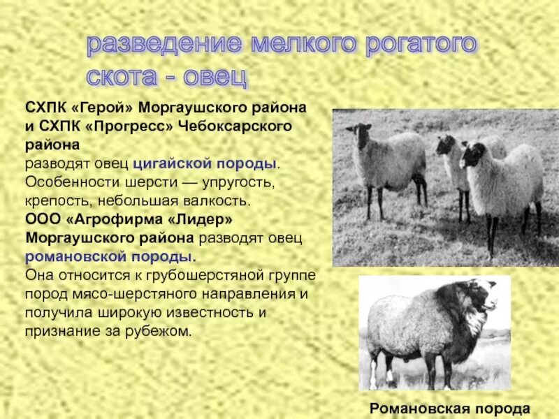 Крупный рогатый скот кто относится. Разведение мелкого рогатого скота. сообщение мелкий рогатый скот что это такое. разведение крупного и мелкого скота. выращивание крупного рогатого скота особенности.