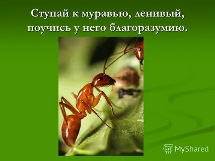 Загадка про муравья