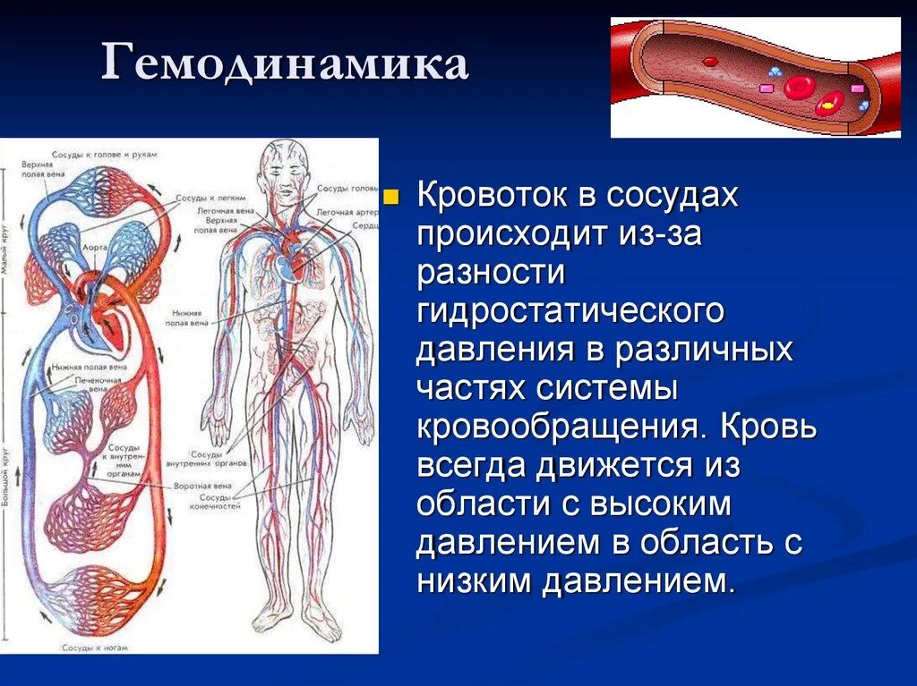 Участие в кровообращении