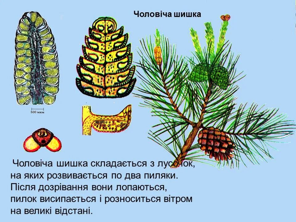 Образование мужской шишки. Голонасінні. Чоловічі шишки голонасінних. Малюнок голонасінних. Друга назва голонасінних це...?.