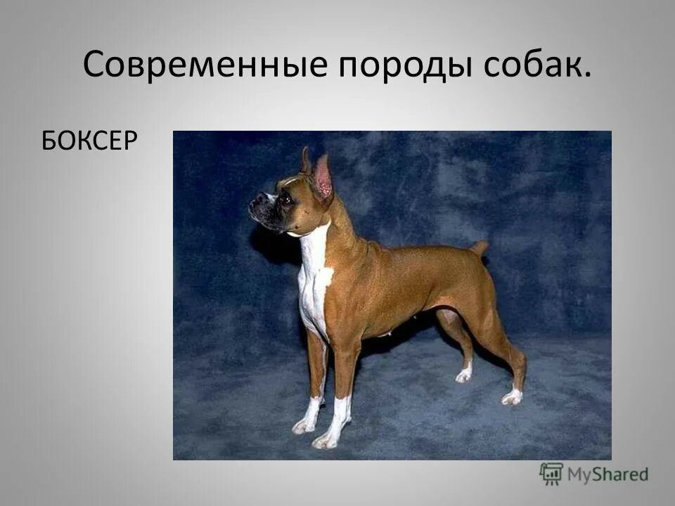 изложение про собаку боксера