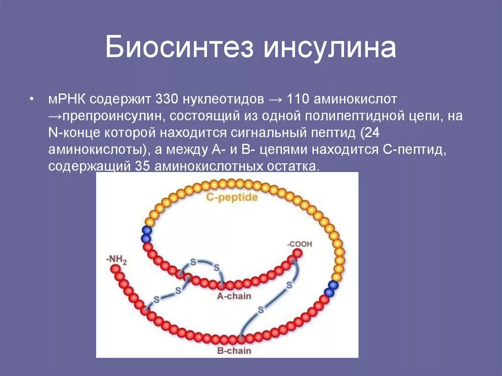 Синтез инсулина последовательность. Биосинтез инсулина схема. Синтез гормона инсулина. Схема синтеза инсулина. Этапы синтеза инсулина.