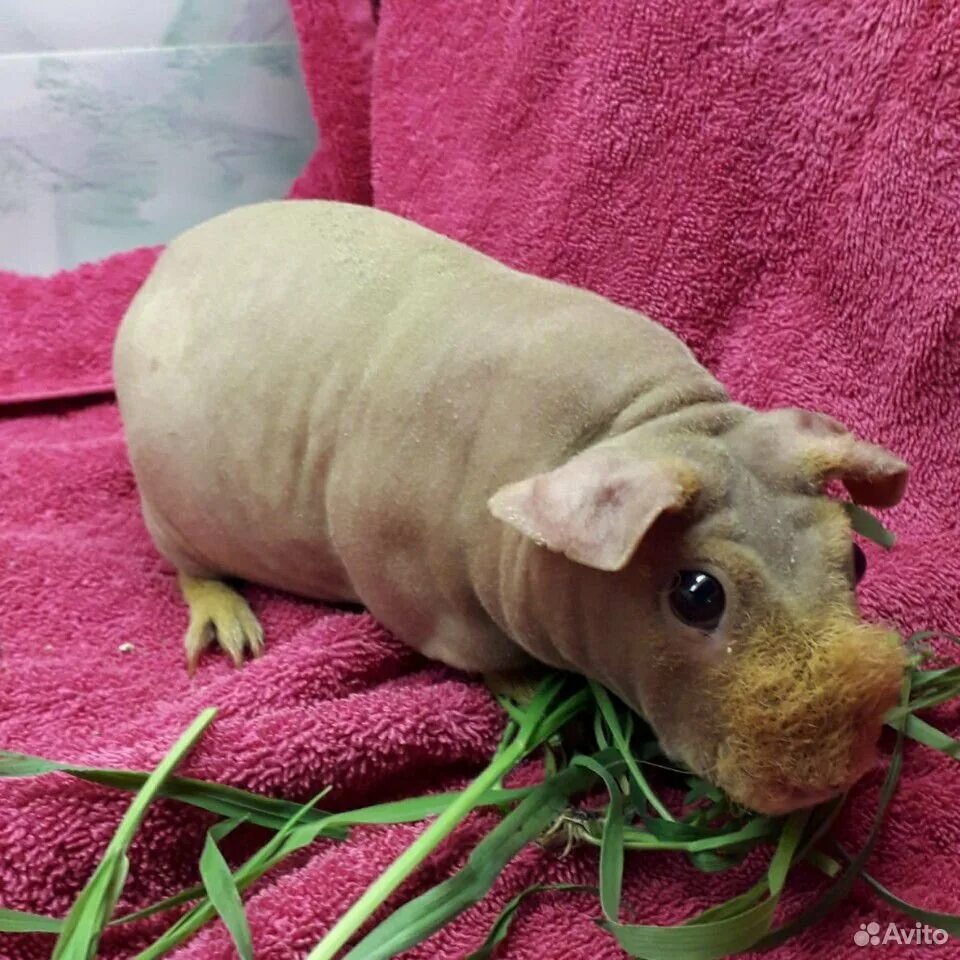 Diesel джинсы скинни 'slandy'. джинсы семь восьмых. скинни отзывы. лысые морские свинки скинни. брюки carla cl 1054495 colins женские.