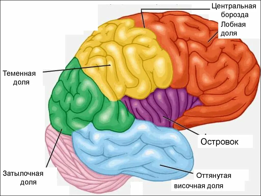 Большие полушария состоят из долей. Островковая зона коры головного мозга.