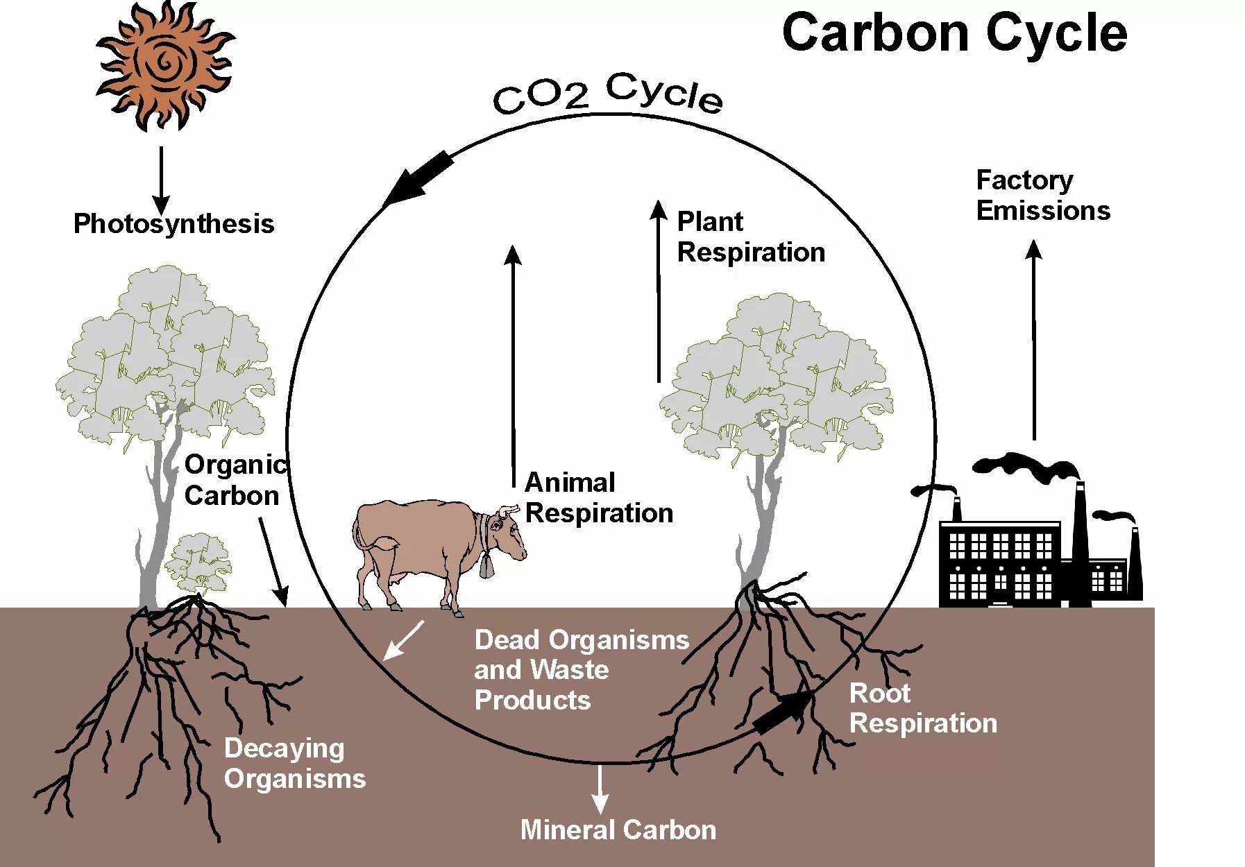 Processing of animals
