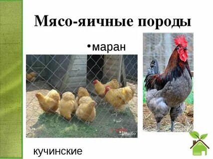 Мясо яичное направление