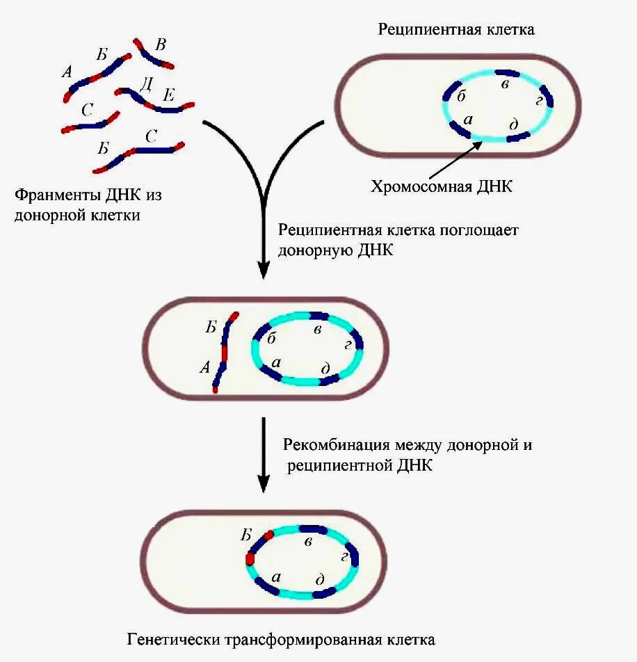 Клетка бактерии имеет днк. Процесс трансформации у бактерий. Механизм трансформации бактерий схема. Трансформация микробиология схема. Конъюгация бактерий схема.