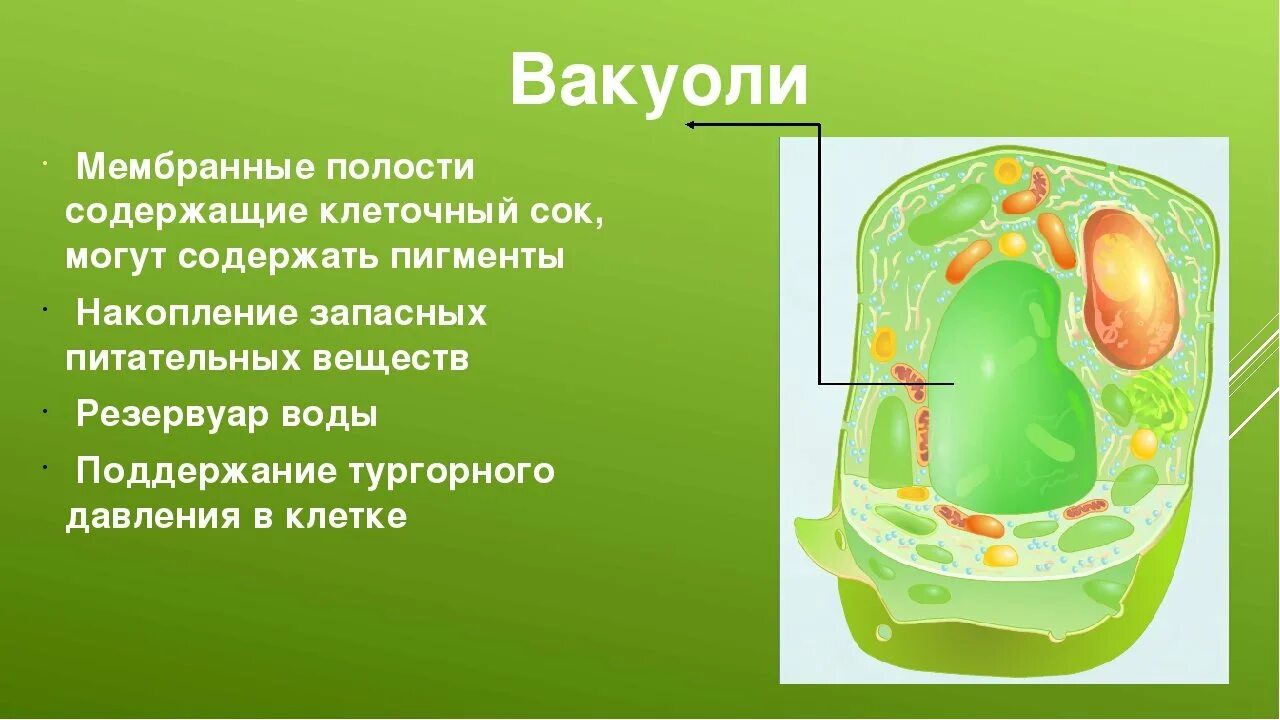 Вакуоли с клеточным соком. Вакуоль растительной клетки. Вакуоли рисунок. Крупная Центральная вакуоль с клеточным соком. Клеточный сок содержимое вакуоли