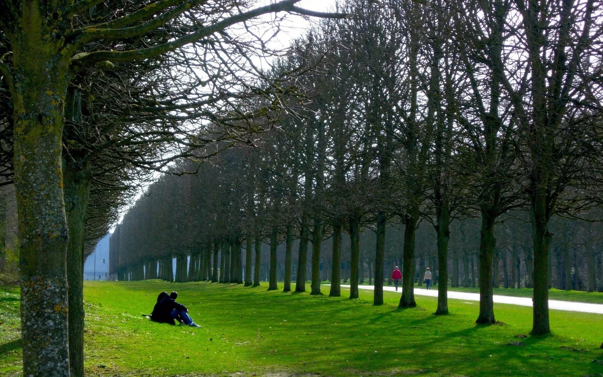 Жизнь деревьев в городе. Парк Венский лес. Венский лес в Париже. Липовые аллеи Франция. Парк Багатель в Париже.