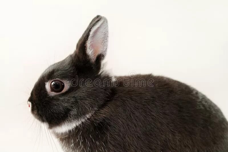 Черный кролик на английском. Маленький черный кролик. Нидерландский карликовый кролик на белом фоне. Черный декоративный кролик. Черный кролик с белым воротником.