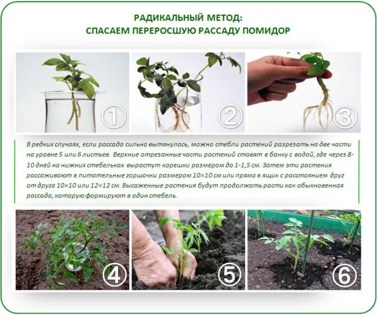 Рассада томатов. Формирование рассады, саженцев томатов. Рассада томатов в теплице. Как садить помидоры. В каком возрасте высаживают рассаду помидор