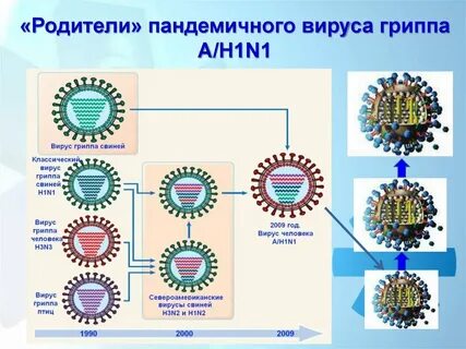 Описание вируса гриппа