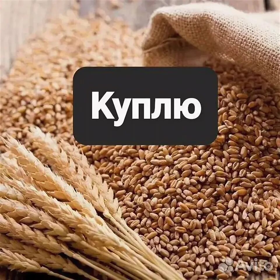 Пристенская зерновая компания курская область. Агропромышленный комплекс курск. Зерно курская область. Зерно курская область. Зерно курская область.